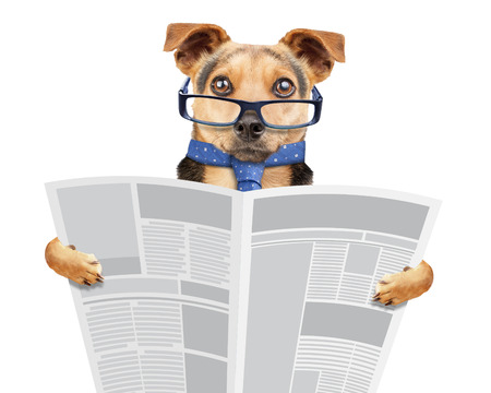 Business dog wearing glasses and tie reading newspaper isolated on whiteの写真素材