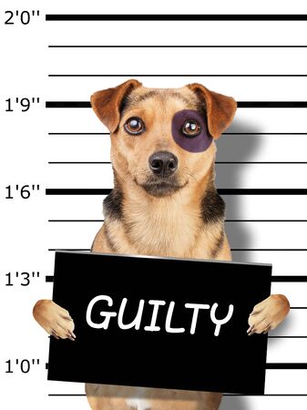 funny little dog black eye mugshot holding blank placard for identification at police stationの写真素材