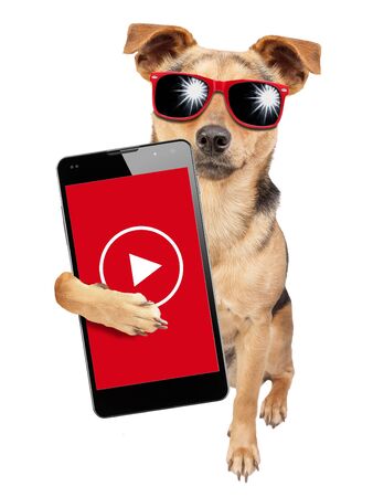 Funny dog influencer celebrity wearing sunglasses and under money dollars rain video content creator holding mobile phone isolated on white backgroundの写真素材