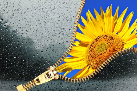 Zip for conceptual weather change transition season from cold and rain to summer sunflowerの写真素材