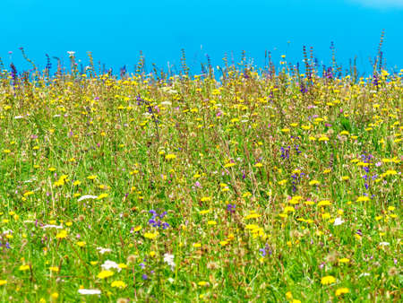 wildflowers in the field in summer