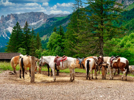 horses in the mountains in summerの写真素材