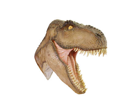 T Rex Dinosaur Head open mouth menacing isolated on white backgroundの写真素材