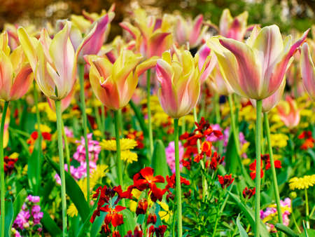 field of tulips in spring. vivid Flowers backgroundの写真素材