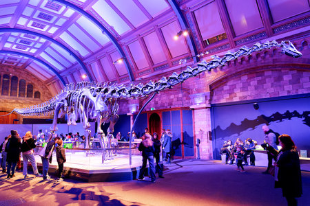 London, England - December 2022: Skeleton of prehistoric dinosaur animal in the Natural History...