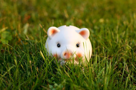 Piggybank on Grassの写真素材