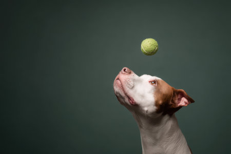 A playful dog is focused on a green tennis ball hovering above its nose in a studio setting. The image captures the excitement and anticipation of the dog as it prepares to catch the ball. ai generated.の素材