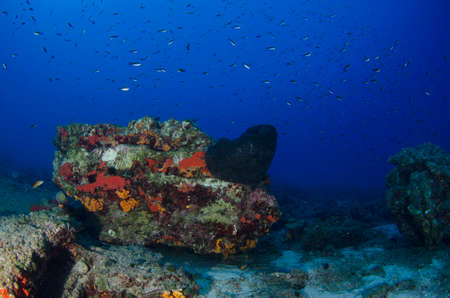 underwater scene