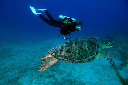 Green Turtle with Diver Underwaterの写真素材
