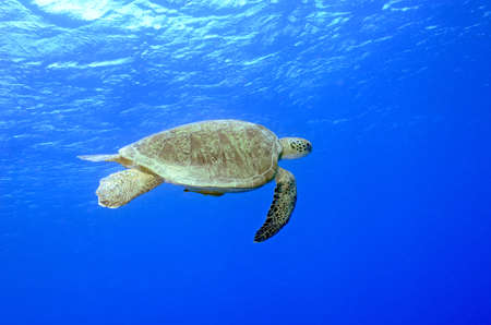 Green Turtle on deep blue