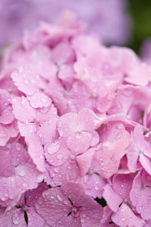 The hydrangeaの写真素材