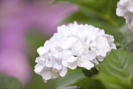 The hydrangeaの写真素材