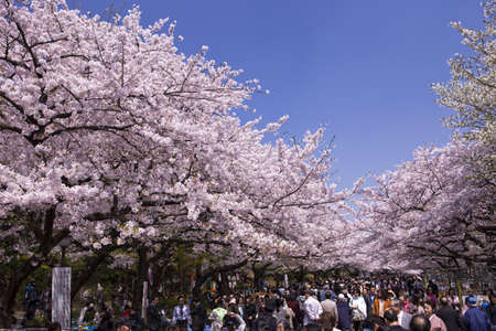 Flower viewing of Ueno-koen Park in Tokyoのeditorial素材
