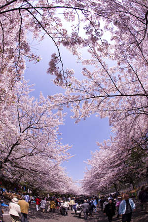 Flower viewing of Ueno-koen Park in Tokyoのeditorial素材