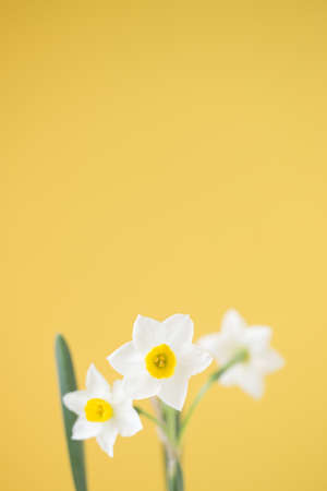 The narcissus
