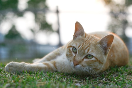 Pet as a friend to solve lonelinessの写真素材