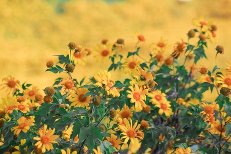 Thailand is one of the flower is a yellow flower. Often based on the Doi. The cold weather throughout the yearの写真素材