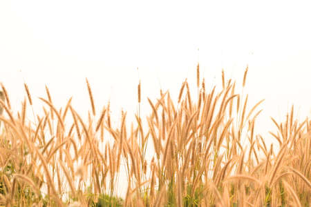 Grass in the summer prior to wilt on the floor of heavenの写真素材