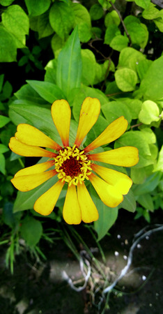 yellow flower bloomingの写真素材