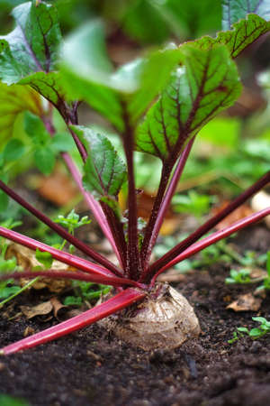 Beetroot in the ground