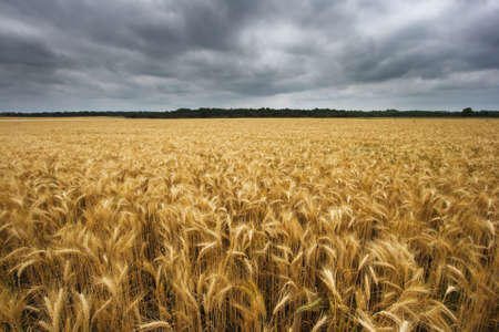 wheat field with cloudy skyの写真素材