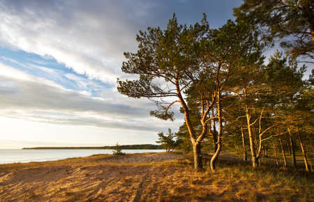 Pines on the beachの写真素材