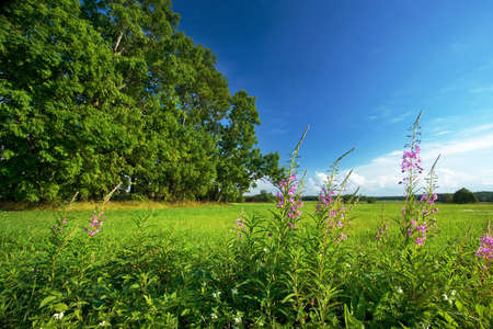 field with trees and flowersの写真素材