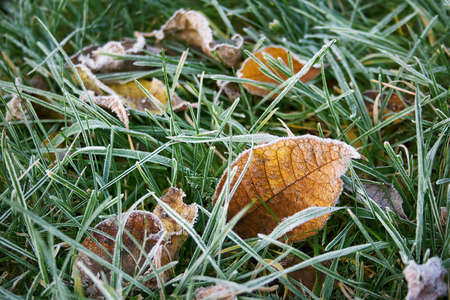 Leaves on the ground covered with iceの写真素材