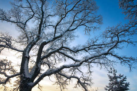 Branches covered with snowの写真素材
