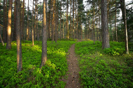 Forest with bilberry bushesの写真素材