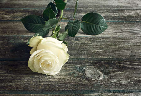 Rose on wooden backgroundの写真素材