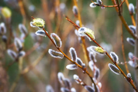 Buds in springtimeの写真素材