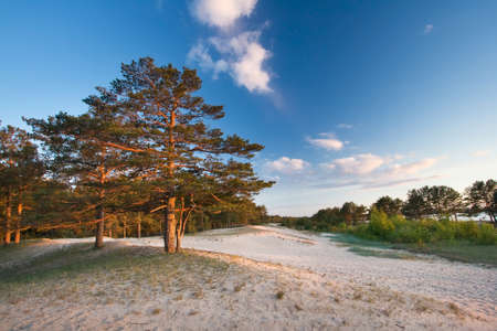 Pines on the seaside in evening lightの写真素材