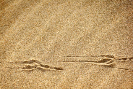 Bird tracks on the sandの写真素材