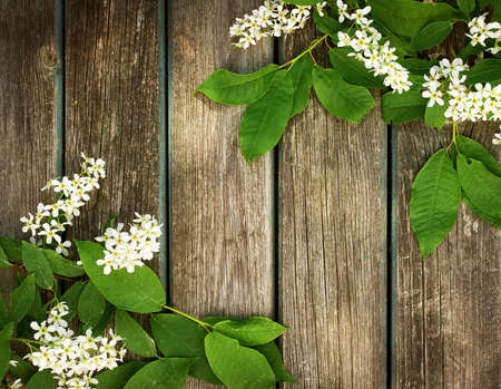 bird cherry on wooden boardの写真素材