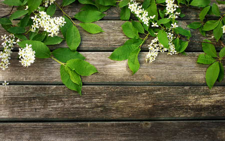 bird cherry on wooden boardの写真素材