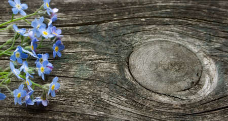 Forget-me-not flowers on wooden surfaceの写真素材