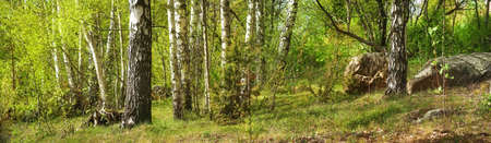 Forest with birchesの写真素材