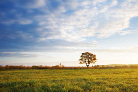 lonely tree at sunriseの写真素材