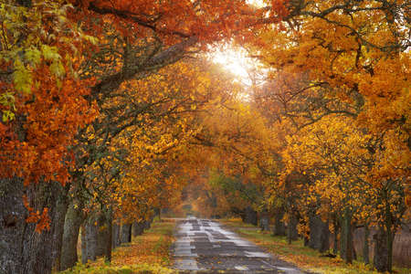 autumn road