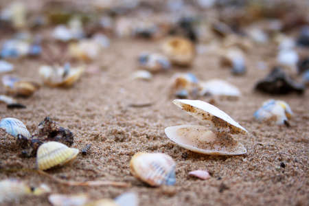 seashells on the baltic seaの写真素材