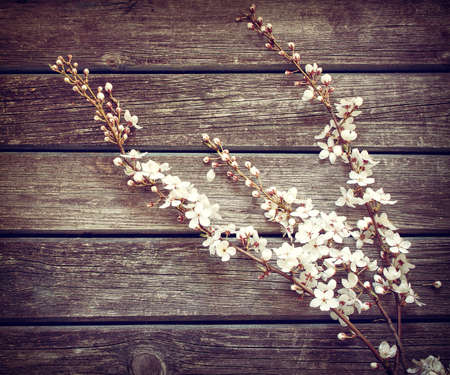 Cherry flowers on wooden backgroundの写真素材
