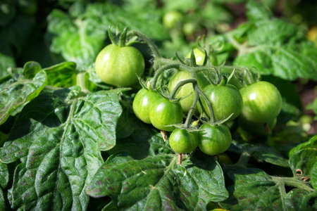 Green tomatoesの写真素材