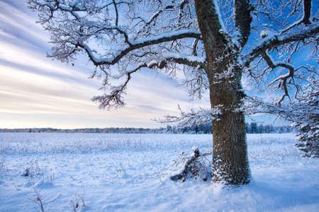 Tree in winter landscapeの写真素材