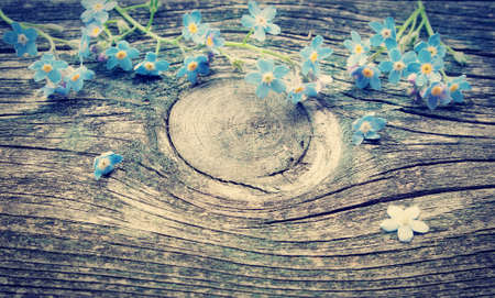 Forget-me-not flowers on wooden surfaceの写真素材