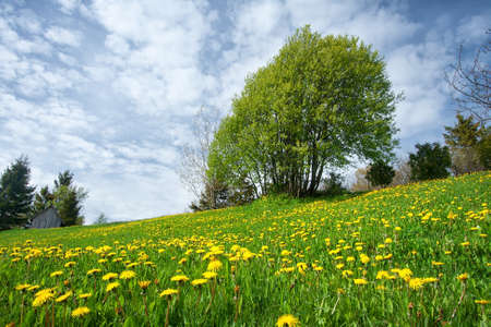 Field with yellow dandelions and blue skyの写真素材