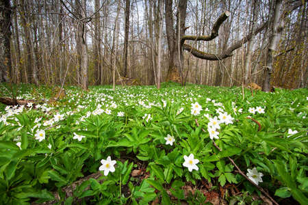 Wood with lots of white spring flowersの写真素材