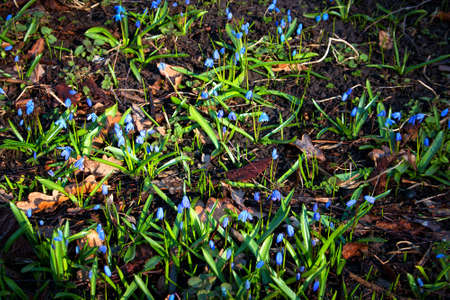 Scilla flowers in early spring morning with sunlightの写真素材