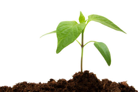 isolated young pepper seedling on white backgroundの写真素材