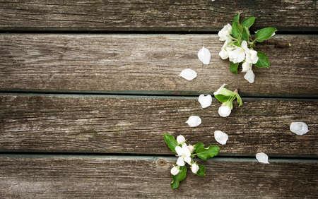 fresh apple flowers on old wooden boardの写真素材
